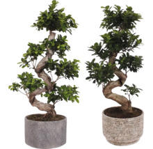 Twee bonsaibomen in potten