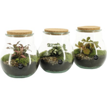 Drie glazen potten met kurkdeksel, beplant met mos en planten