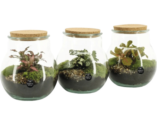 FLORASELF Flessentuin Ilse potmaat Ø 18 cm H 20 cm Drie glazen potten met kurkdeksel, beplant met mos en planten
