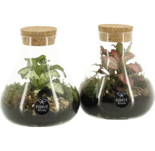 Twee glazen flessen met planten en kurken