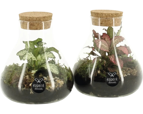 FLORASELF Flessentuin Silke potmaat Ø 10 cm H 14 cm Twee glazen flessen met planten en kurken