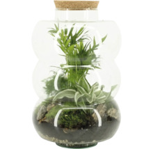Terrarium met planten en kurkdeksel