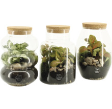 Drie terraria met planten en stenen in glazen containers met kurk deksel