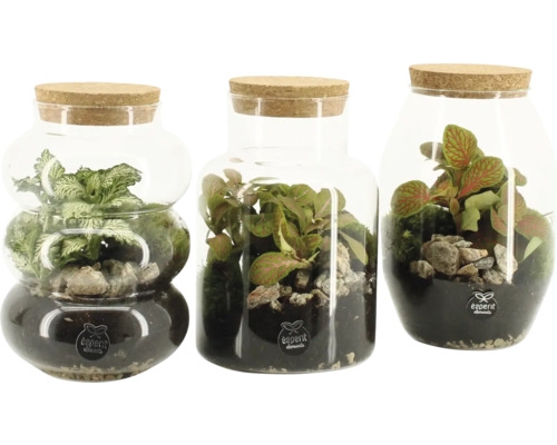 Drie terraria met planten en stenen in glazen containers met kurk deksel