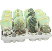 Verschillende cactussen in een houder