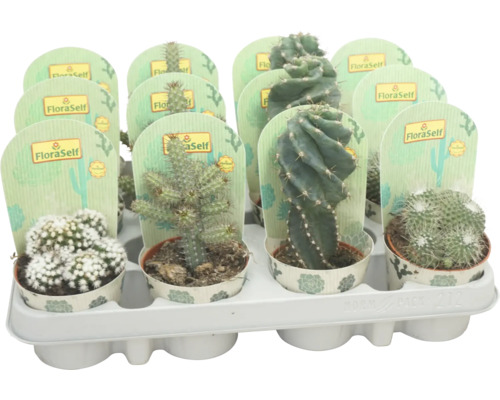 FLORASELF Cactus Special Mix potmaat Ø 8,5 cm H 12 cm Verschillende cactussen in een houder
