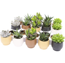 Diverse vetplanten in potten op een plank