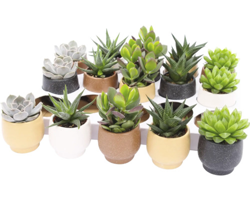 FLORASELF Vetplanten Succulentenmix in pot Mumbai potmaat Ø 5,5 cm H 8 cm Diverse vetplanten in potten op een plank