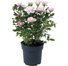 Roos in pot
