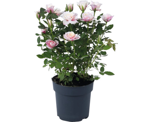 Roos in pot