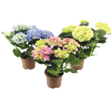 Drie hortensiaplanten in potten met blauwe, gele en roze bloemen