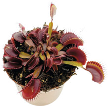 Venusvliegenvanger in een pot