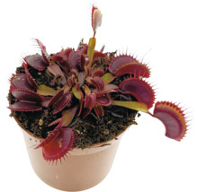 Venusvliegenvanger in een pot