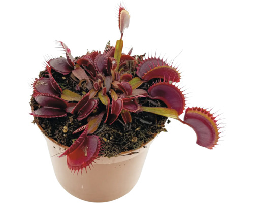 Venusvliegenvanger in een pot