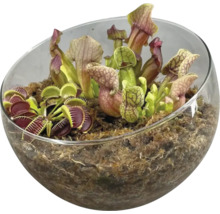 Vleesetende planten in glazen schaal