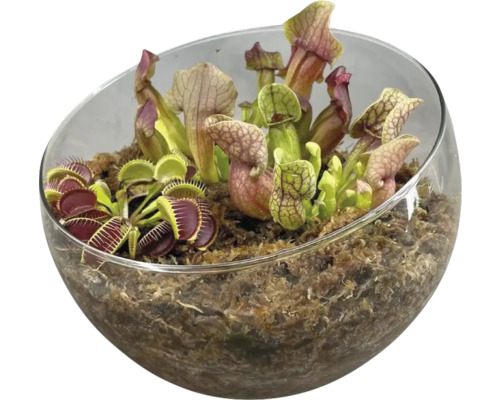 Vleesetende planten in glazen schaal