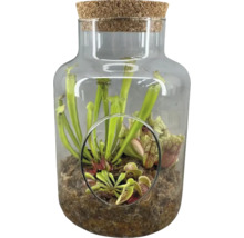 Terrarium met vleesetende planten onder glazen stolp met kurkdeksel