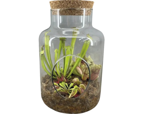 Terrarium met vleesetende planten onder glazen stolp met kurkdeksel