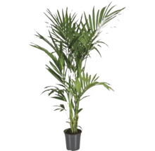 Areca palm in een pot