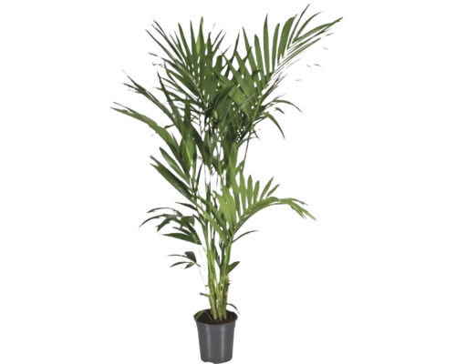 FLORASELF Kentiapalm Howea Forsteriana potmaat Ø 24 cm H 180-200 cm Areca palm in een pot