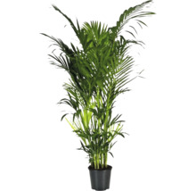Areca palm in pot