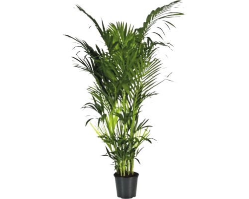 FLORASELF Kentiapalm Howea Forsteriana potmaat Ø 32 cm H 230-240 cm Areca palm in pot