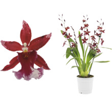 Orchidee met rode bloemen in witte pot