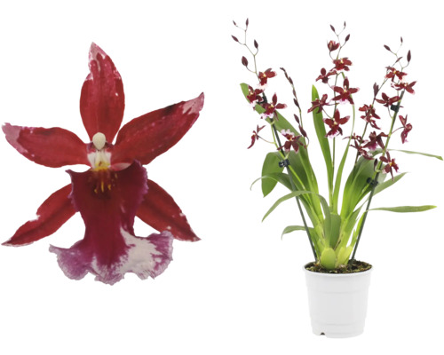 Orchidee met rode bloemen in witte pot