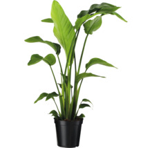 Strelitzia in een zwarte pot.