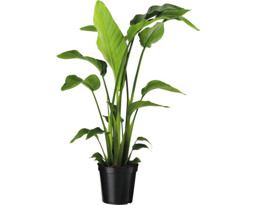 FLORASELF Witte paradijsvogelbloem Strelitzia Nicolai potmaat Ø 19 cm H 90 cm Strelitzia in een zwarte pot.