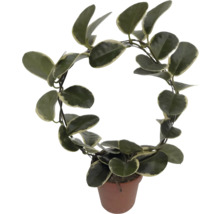 Kamerplant Hoya carnosa in een pot