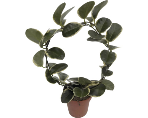 Kamerplant Hoya carnosa in een pot