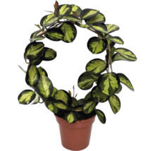 Wachsbloem in een pot