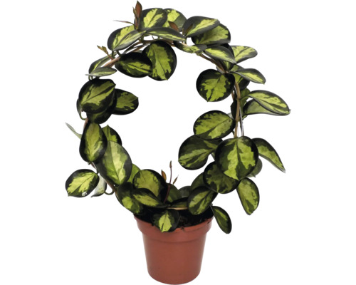 Wachsbloem in een pot