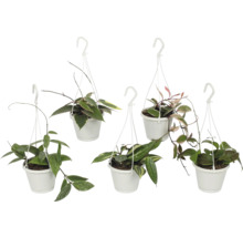 Vijf Hoya hangplanten in witte potten.