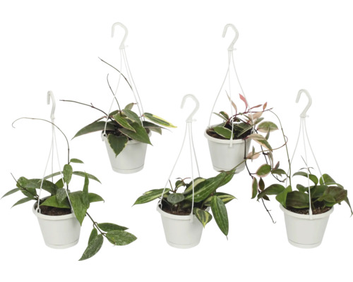 Vijf Hoya hangplanten in witte potten.
