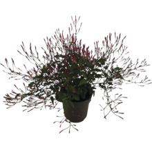 Pot met jasmijnplant met bloemknoppen