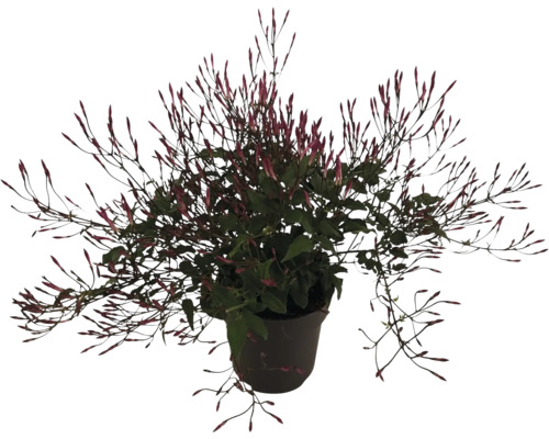 Pot met jasmijnplant met bloemknoppen