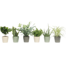 Diverse kamerplanten in decoratieve potten.