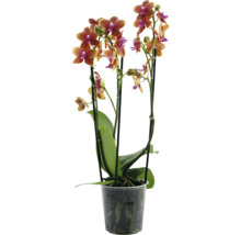 Orchidee in een pot