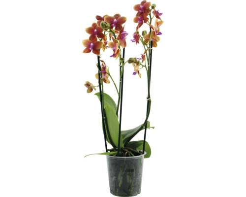 FLORASELF Orchidee Phalaenopsis Geurend 3 Tak potmaat Ø 12 cm H 45 - 55 cm Orchidee in een pot