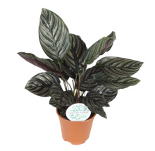 Kamerplant Calathea in een pot