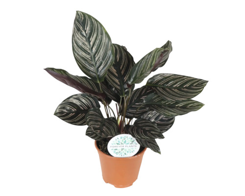Kamerplant Calathea in een pot