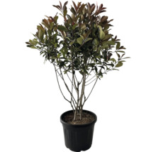 Photinia Red Robin als struik in pot