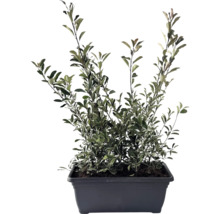 Hegmirte plant in pot