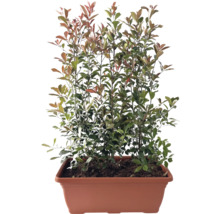 Glansmispel in een plantenbak