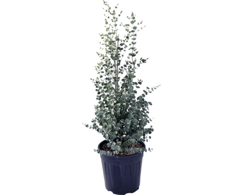 12 x Eucalyptus 'Azura' (Mostgummieucalyptus) Eucalyptus gunnii 'Azura' H  6080 cm Co 9 L kopen! | HORNBACH