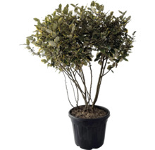 Olijfwilgboom met bladeren in pot