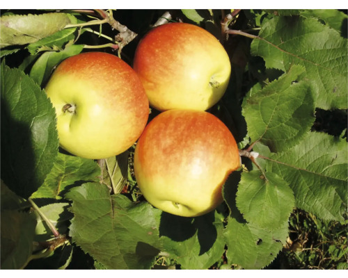 Drie Santana appels aan een boom