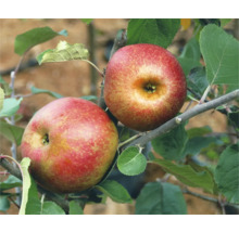 Twee rode appels aan de boom